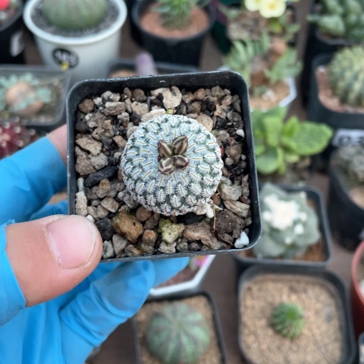 篝*514实生精巧殿仙人球