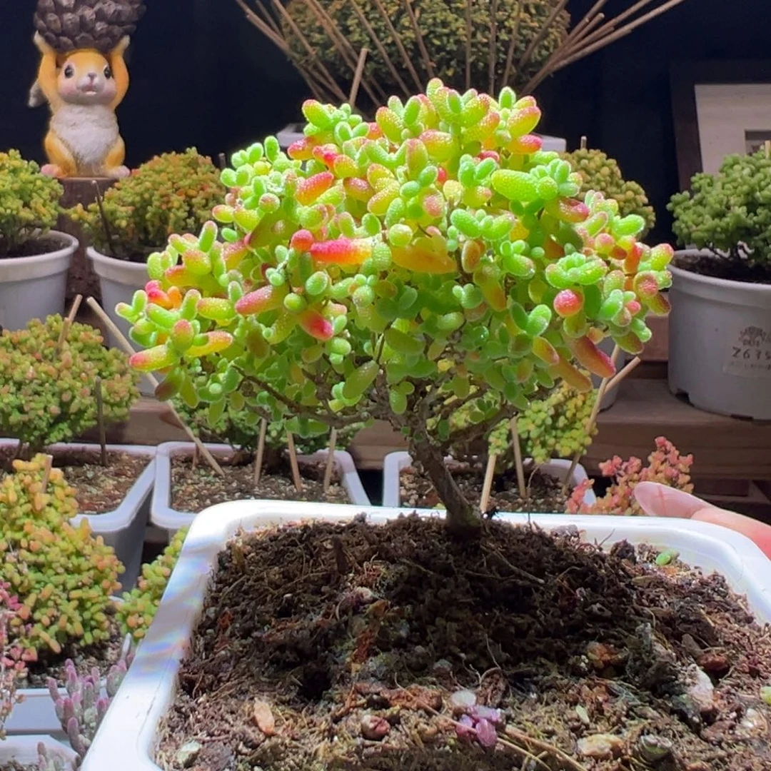 16蜜橘一物一拍带盆土发货