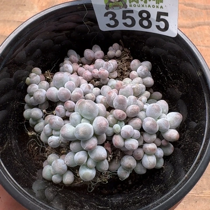 无花朵多肉植物多肉植物