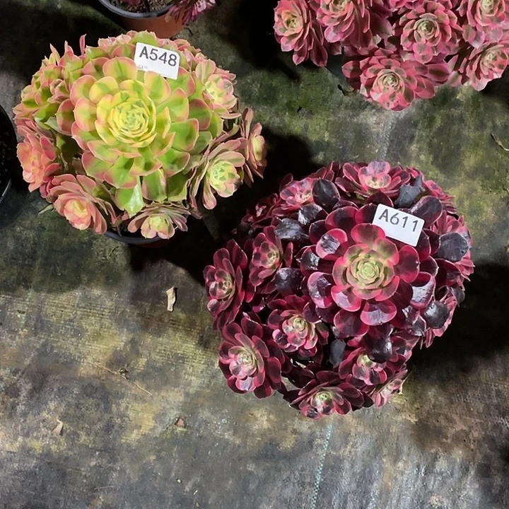 圆***猫香妃和蛇毒美杜莎多肉法师。 548 611