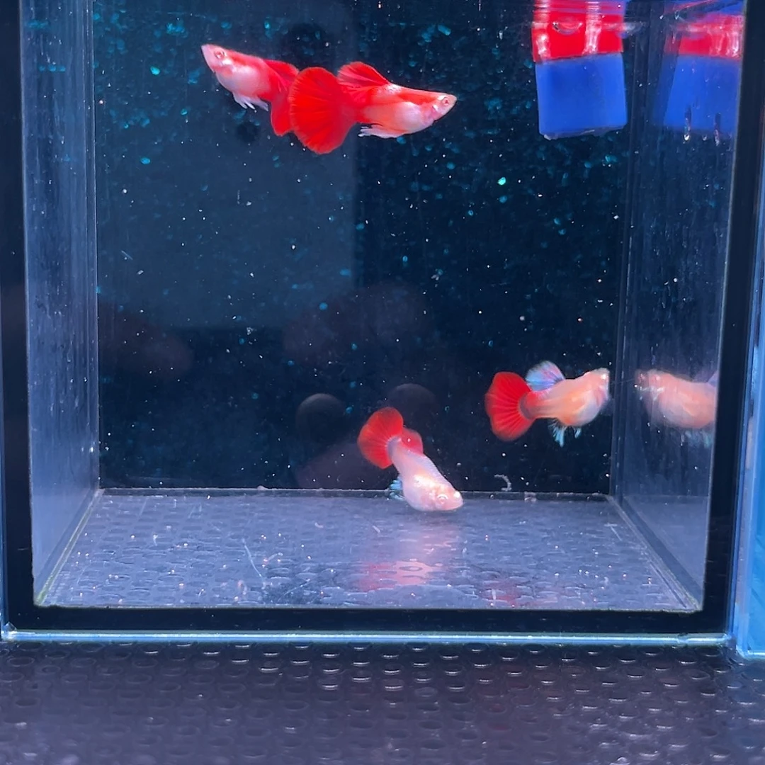 孔雀鱼折扇白子球1对
