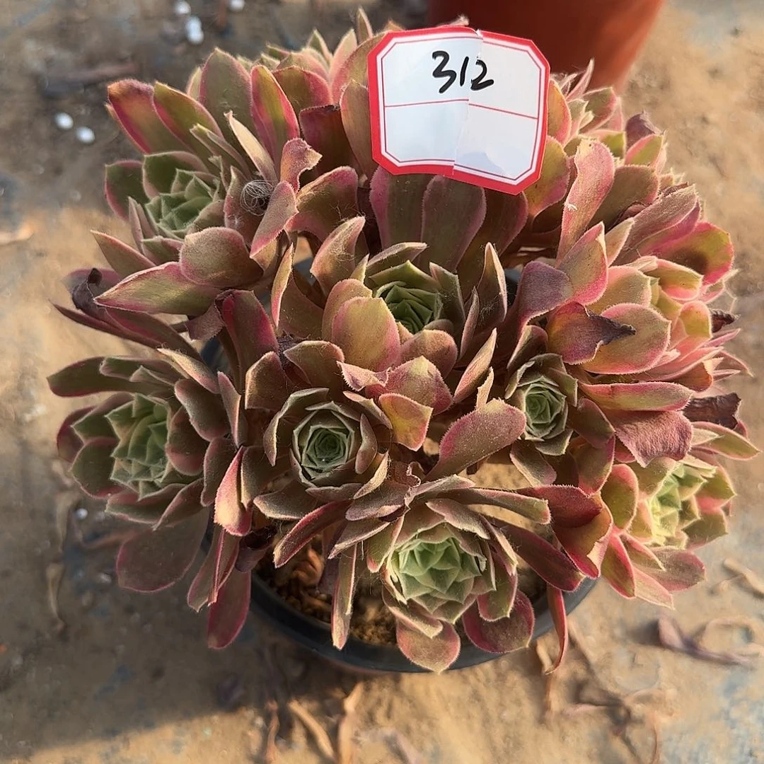 女妖法师一物一拍