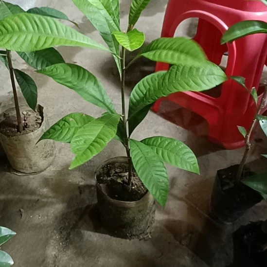 妈咪果原生苗一物一拍原盆原土发货