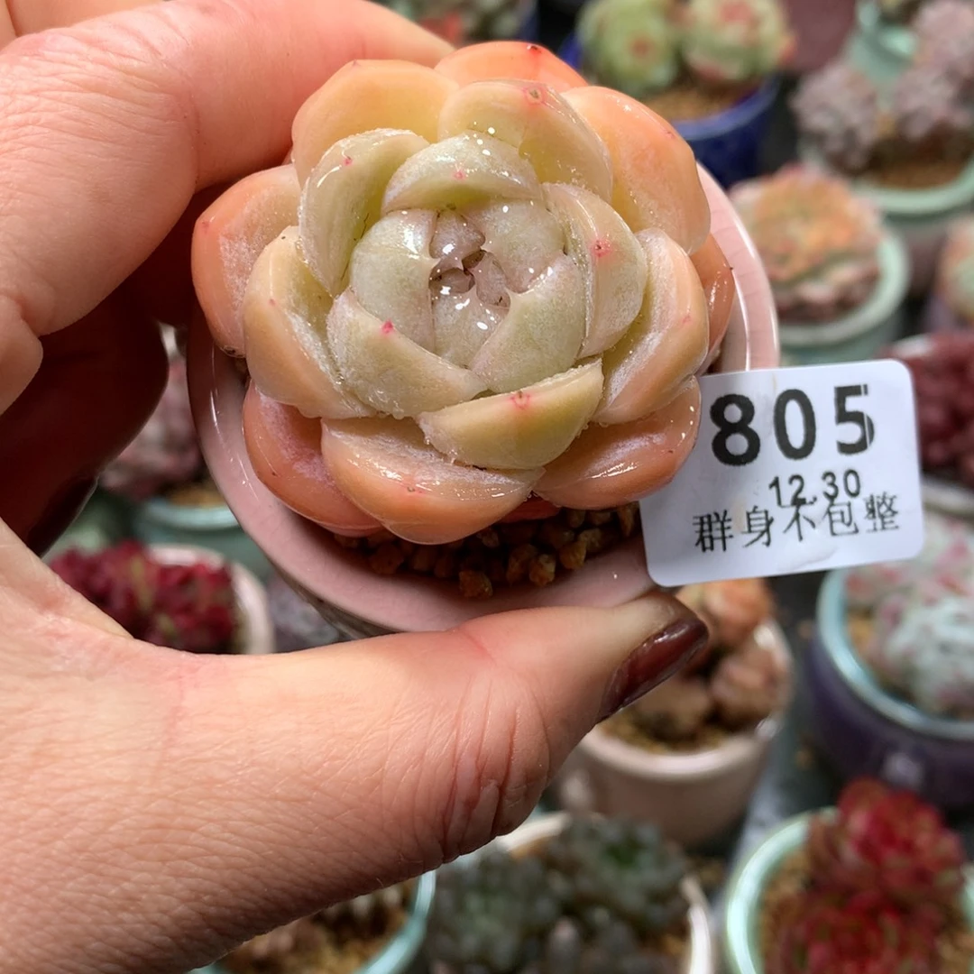 精控拇指盆12.30805