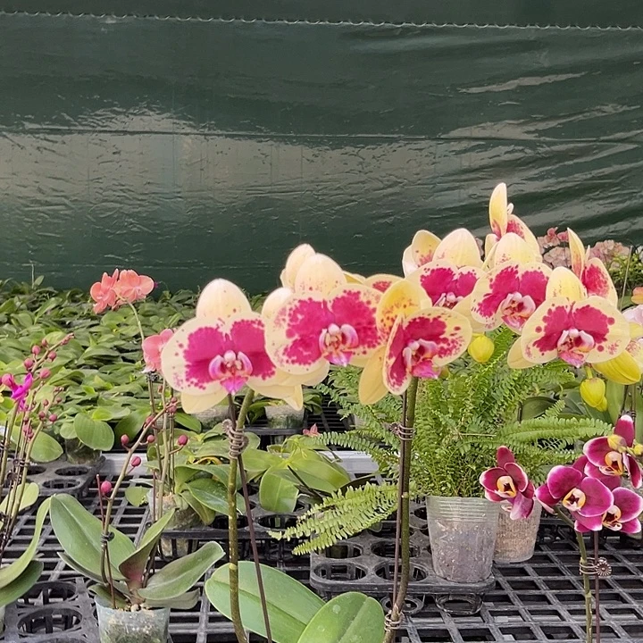 大部分花苞少量开放黄金熊猫