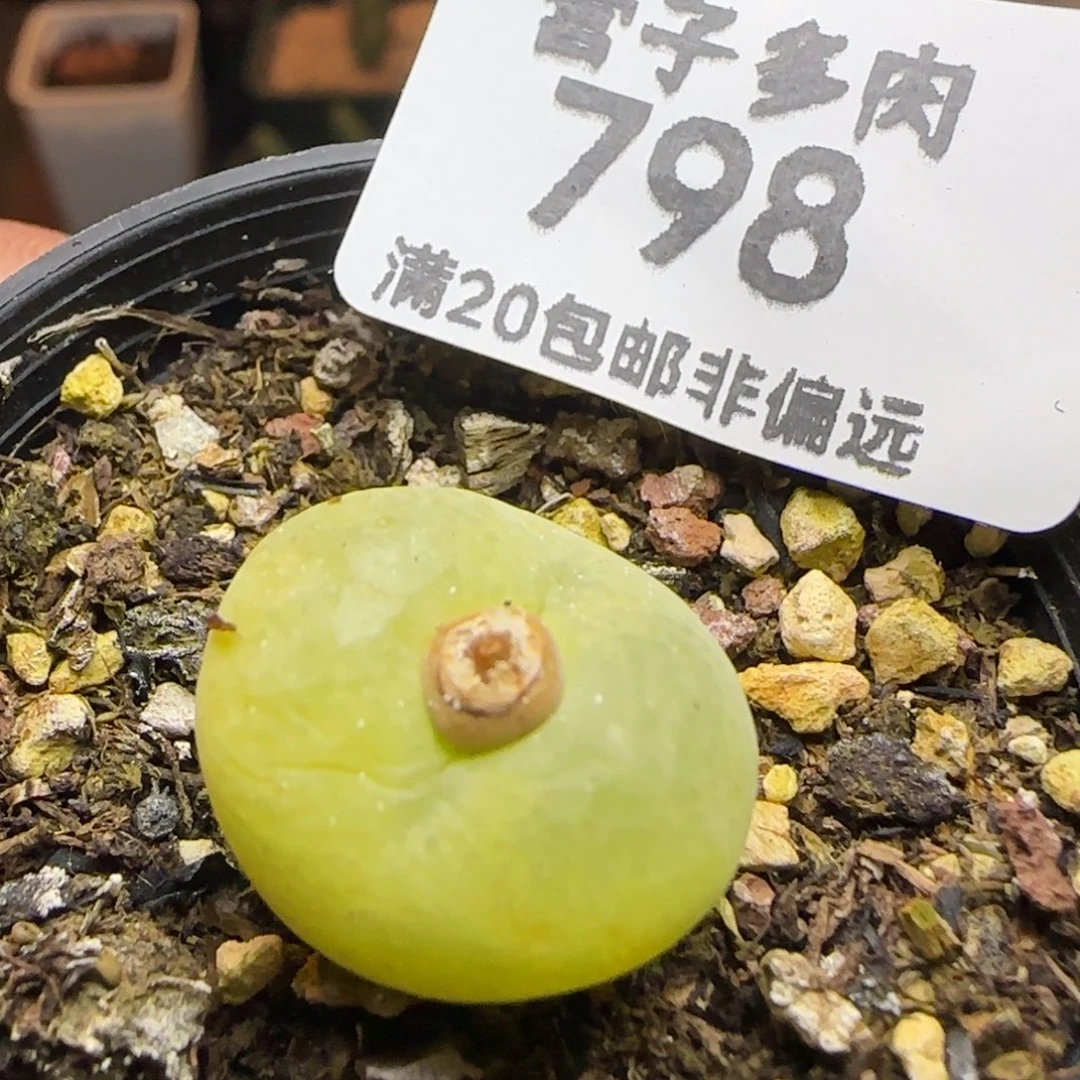 翠光玉带盆土发货。