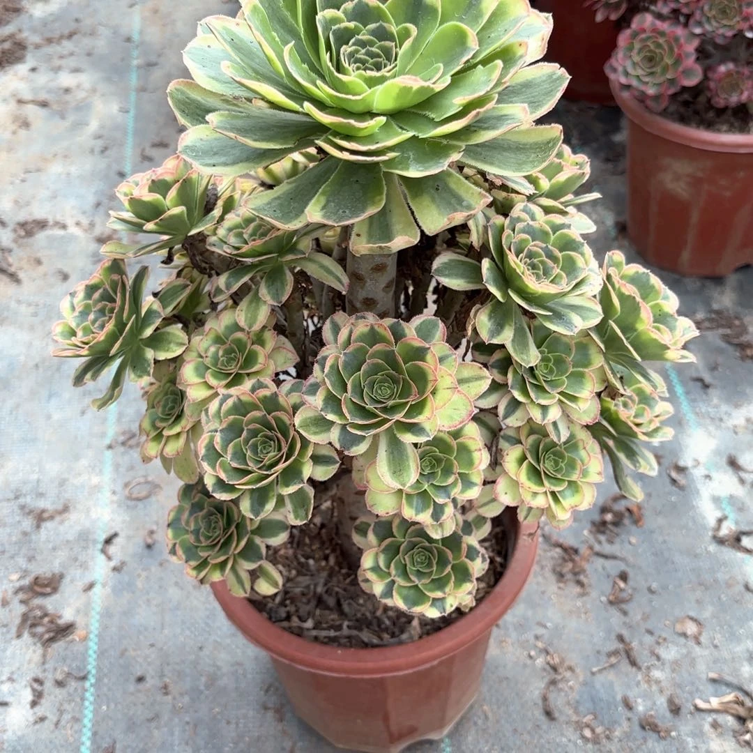 全部花朵6白兰蒂多肉植物