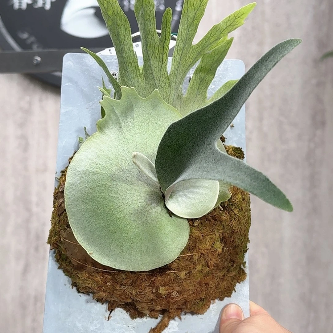 不开花植物雷达鹿角蕨