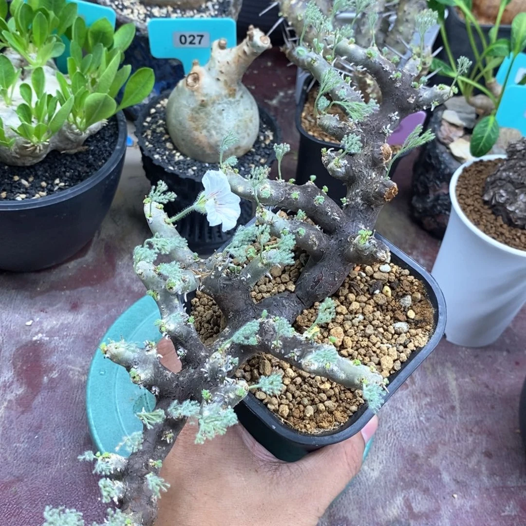 黑皮月界多肉植物