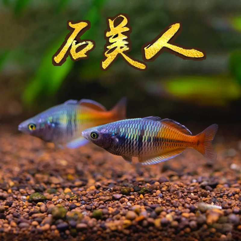 石美人小型热带观赏鱼【5-6cm】