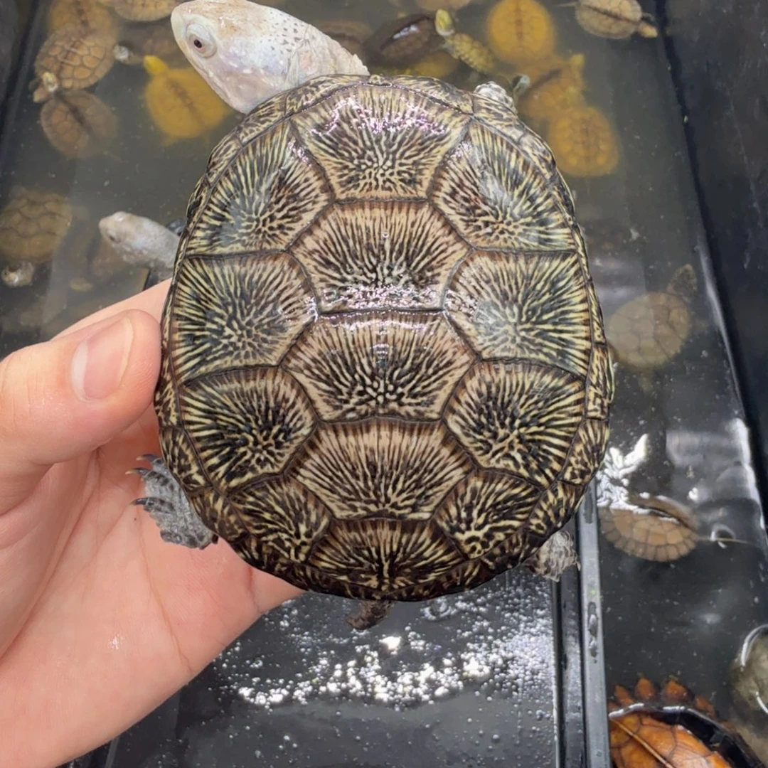 不分公母宠物龟欧泽
