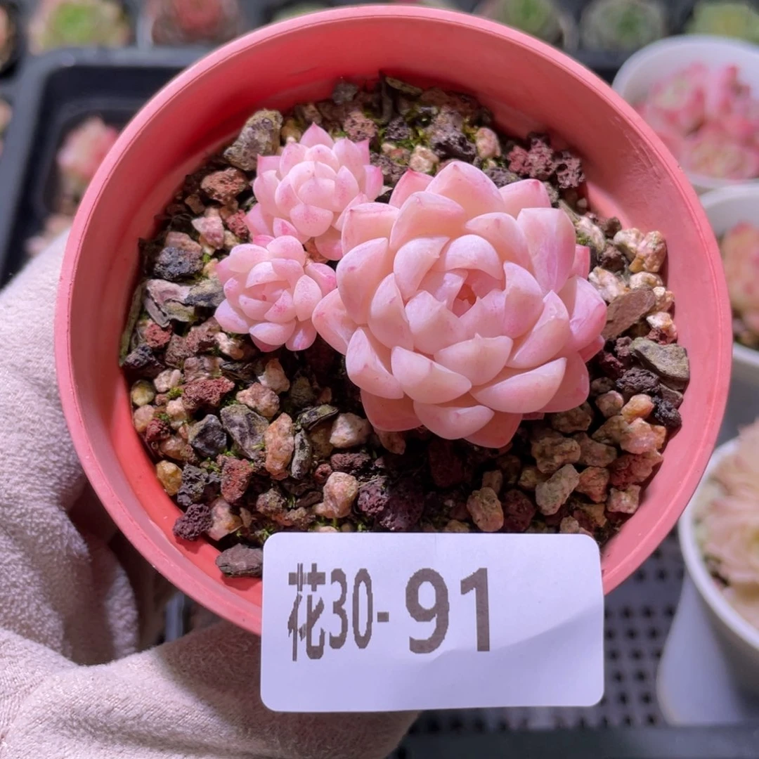 花利美30-91女王玫瑰