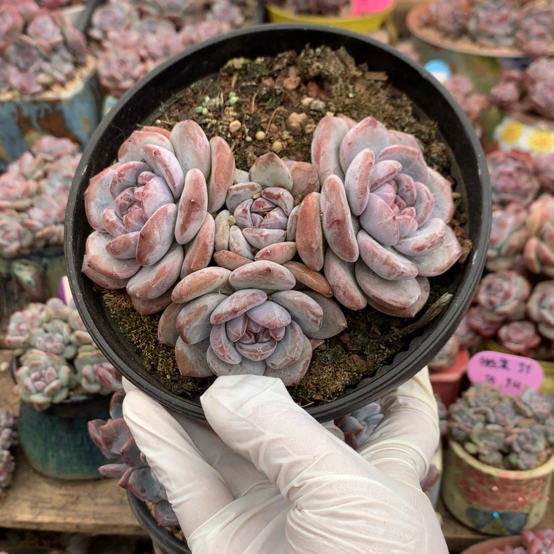 哈哈哈哈哈哈哈哈哈10