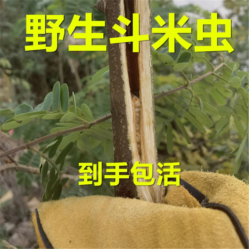 野生斗米虫活虫宝宝吃饭香云实蛀虫天牛幼虫黄牛刺虫虎刺狼虫包活