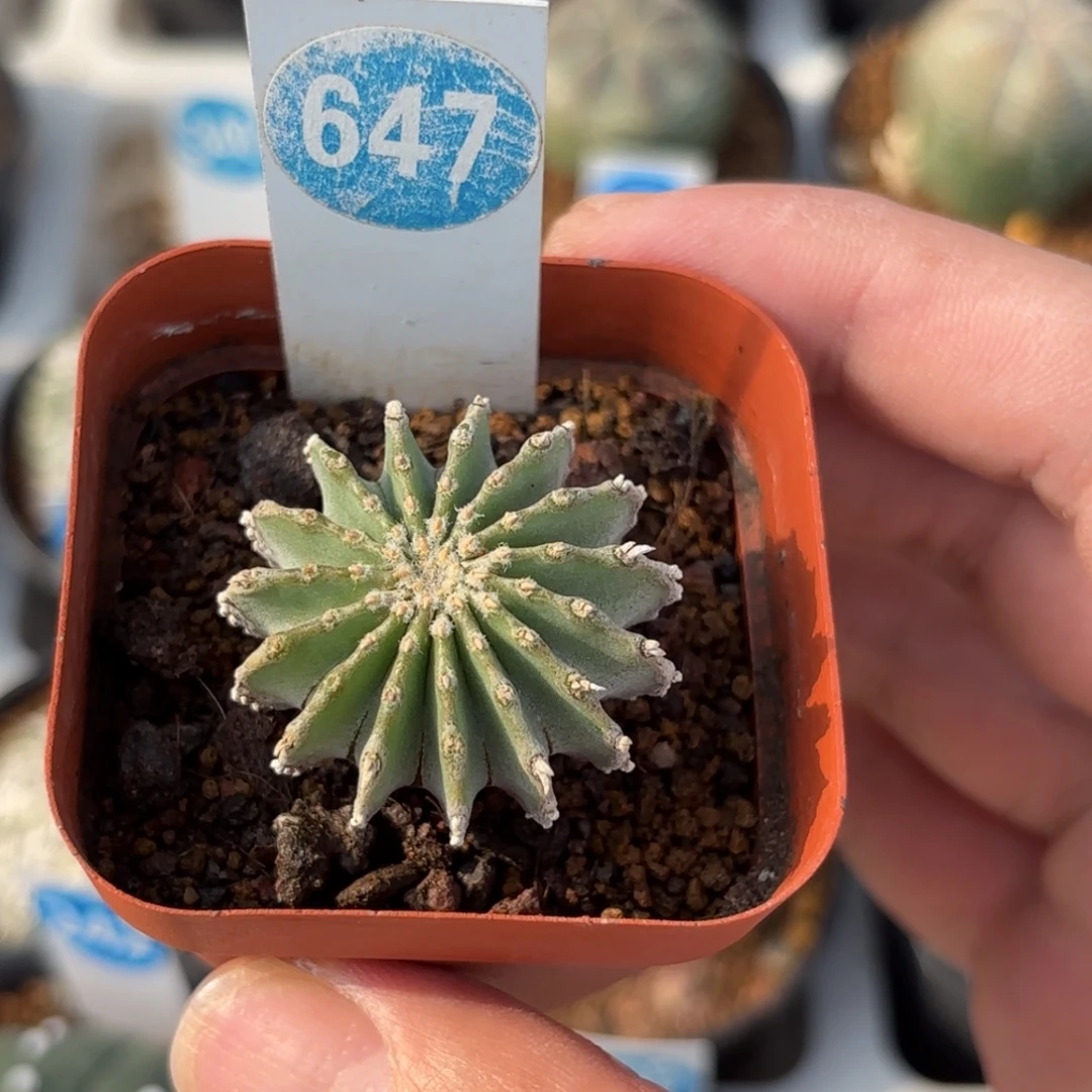 647实生薄叶花笼带盆带土发货