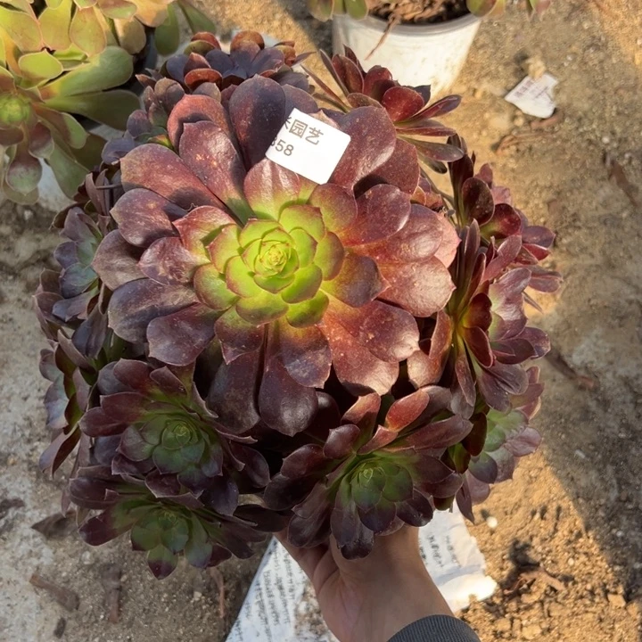 炽焰莲大手捧多肉植物358