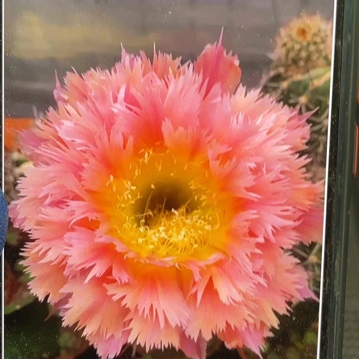 凤羽1号侧芽歪5公分以上满18包邮