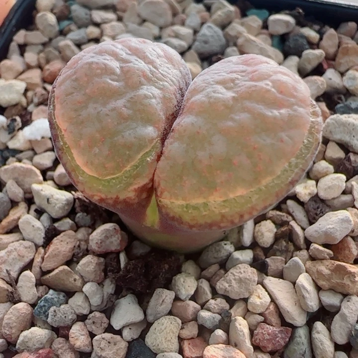 多肉植物双绝清货4号