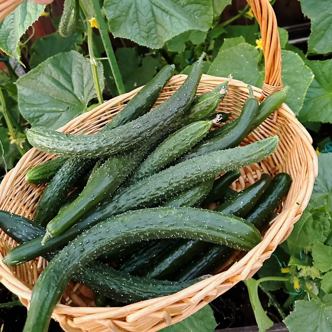 山西新鲜带刺脆嫩黄瓜 生吃凉拌都合适 现摘现发