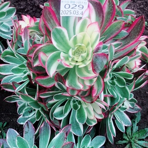 3.4-29海王多肉植物