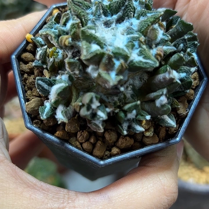 58号自根黑牡丹群6.2公分