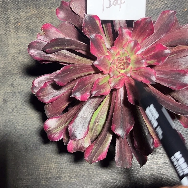 同花顺多肉植物保护1204