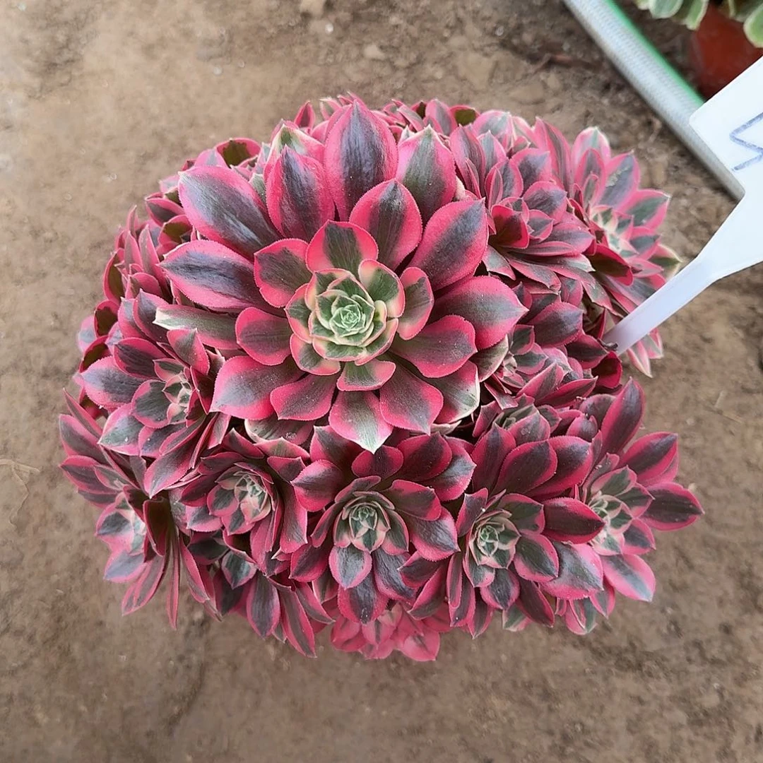 4507女妖多肉法师多肉法师