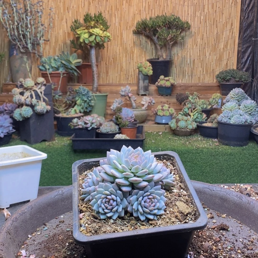 ?*好342 号星星橙多肉