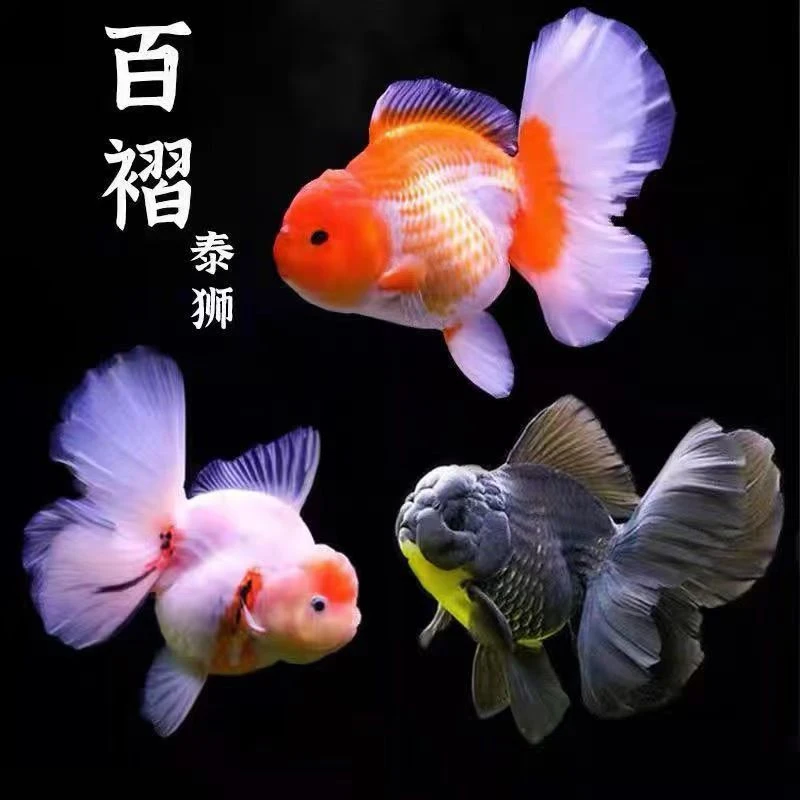 泰狮冷水招财淡水观赏鱼活鱼狮子头兰寿百褶好养耐活小型金鱼招财