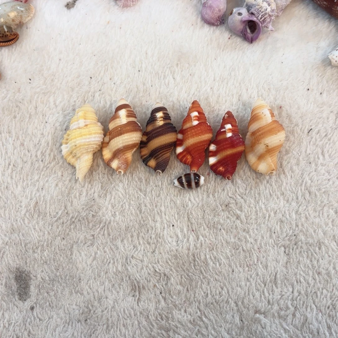 大***旺天然海螺标本套系