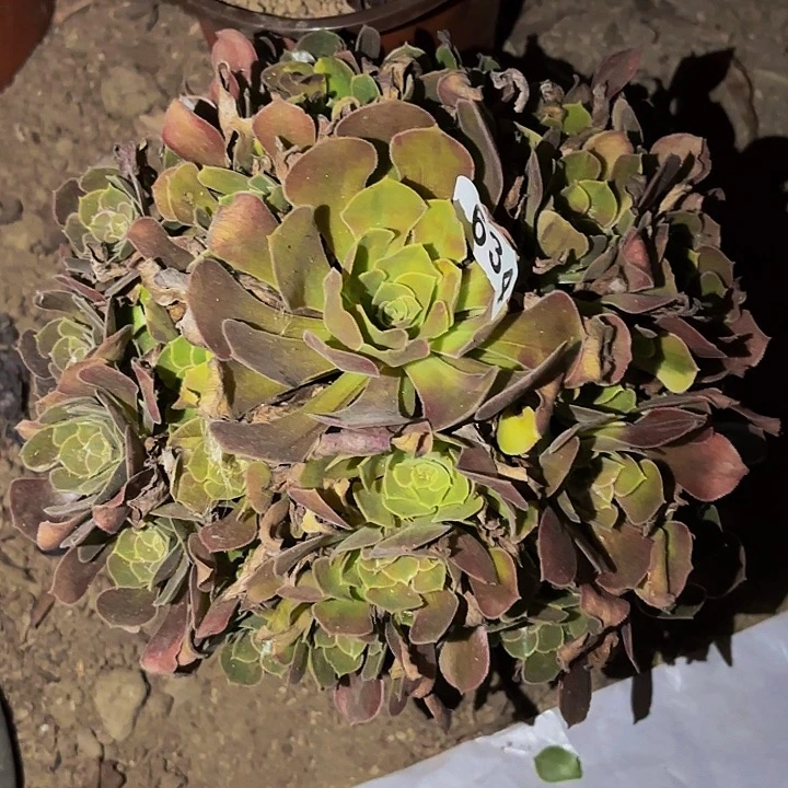 634香妃多肉植物不售后