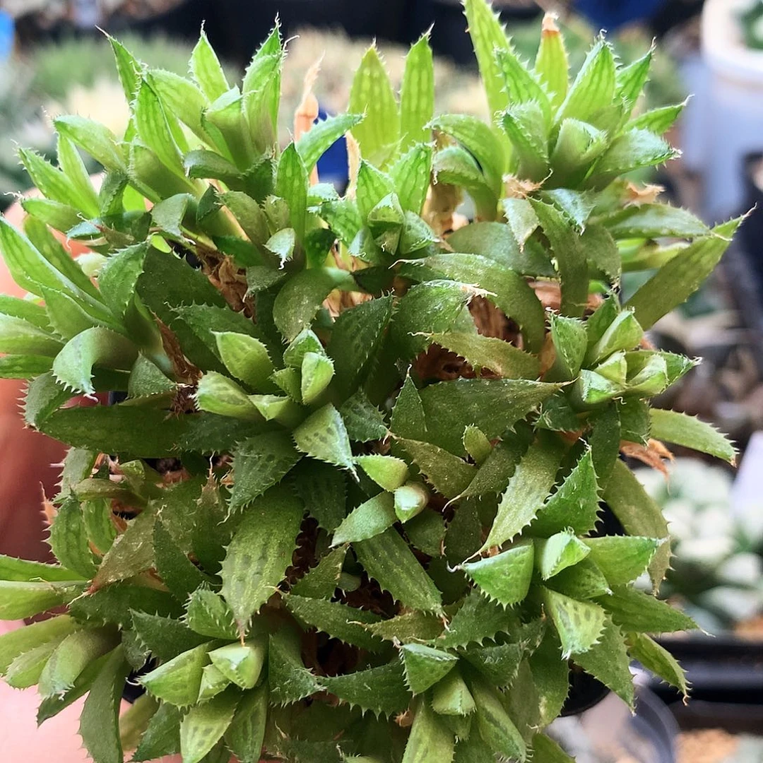 实生玉露，一物一拍