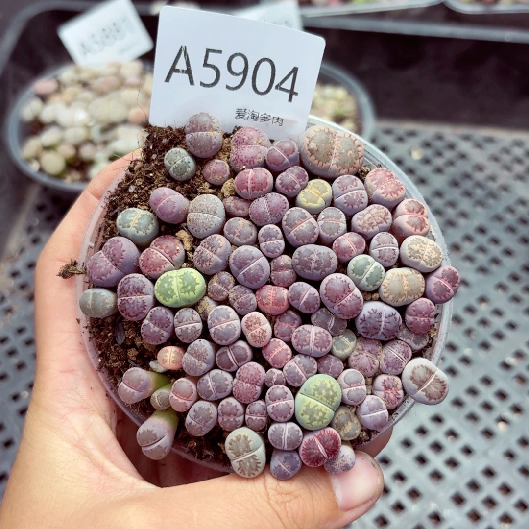 5904—生石花 生石花