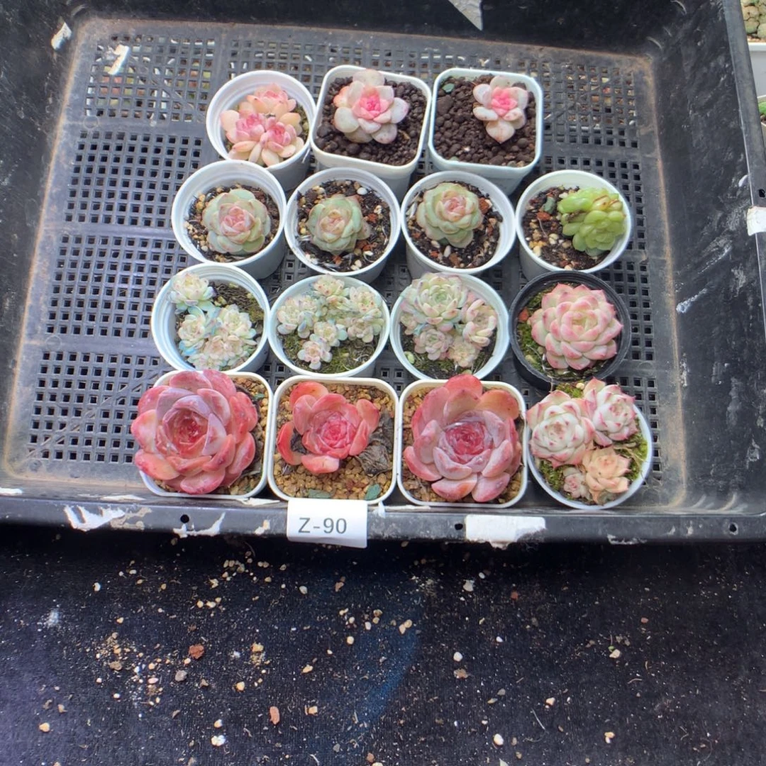 全部花朵Z90英语英语