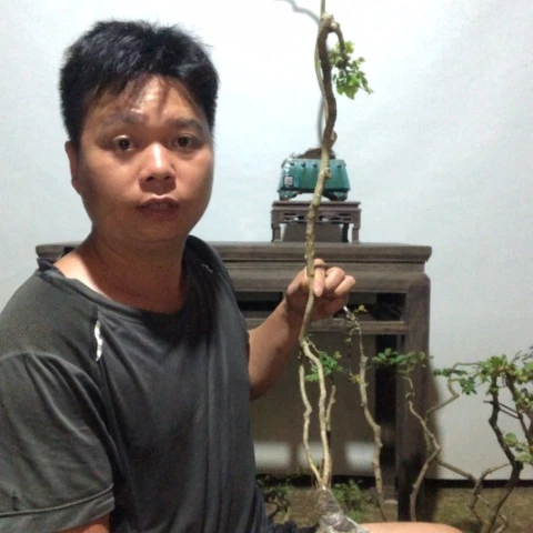 无花朵盆景盆栽植物