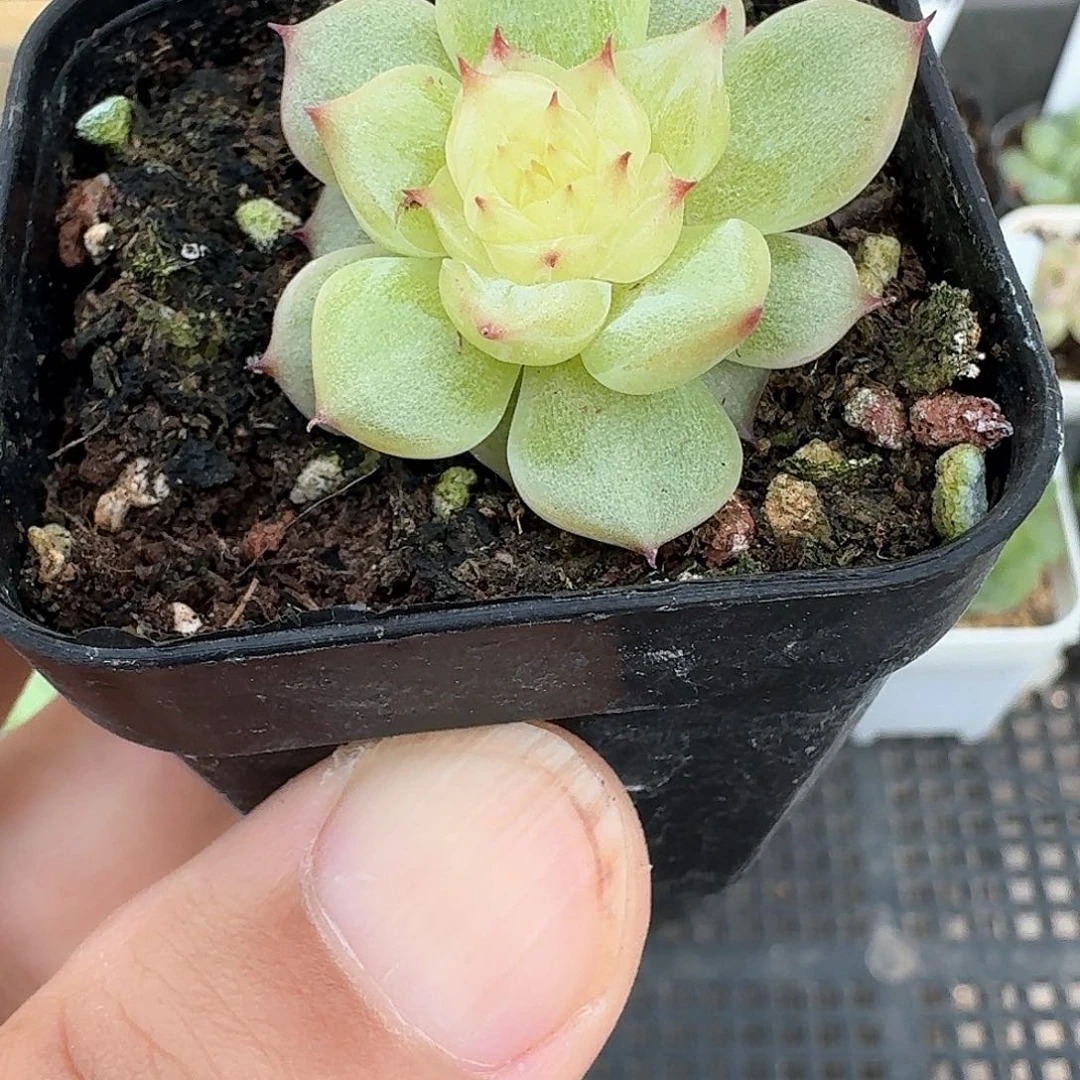 173号玉玲珑单头多肉