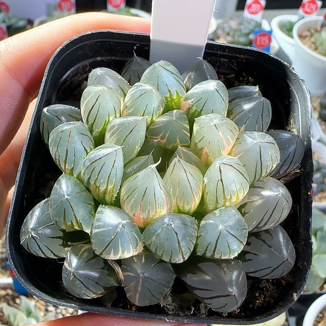 514号霓虹灯一物一拍带盆土
