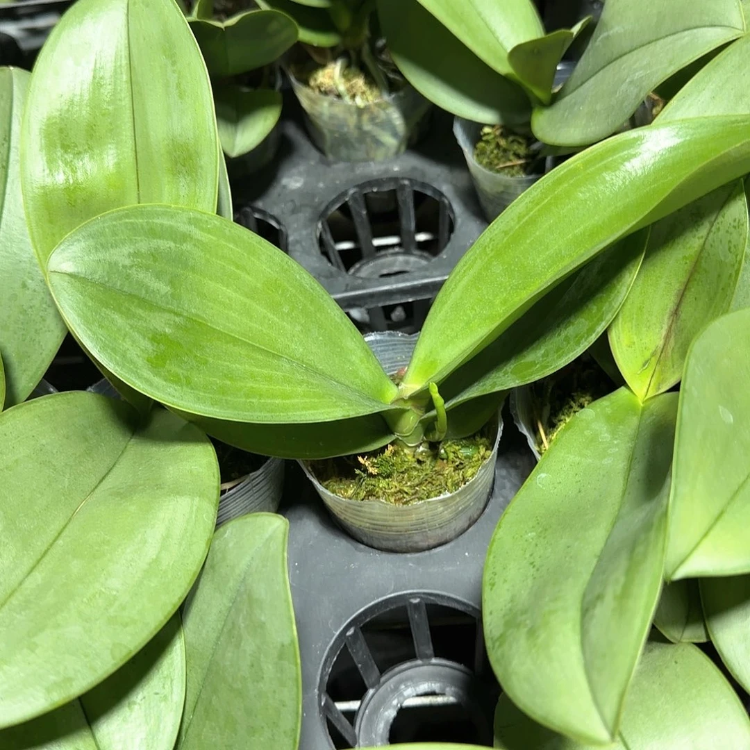 无花朵龚氏白玉带梗