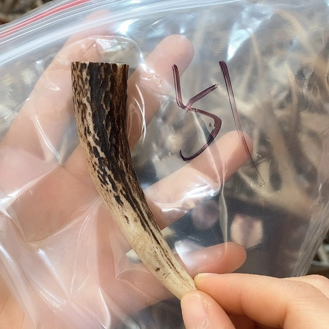 鹿角等鹿角鹿角鹿