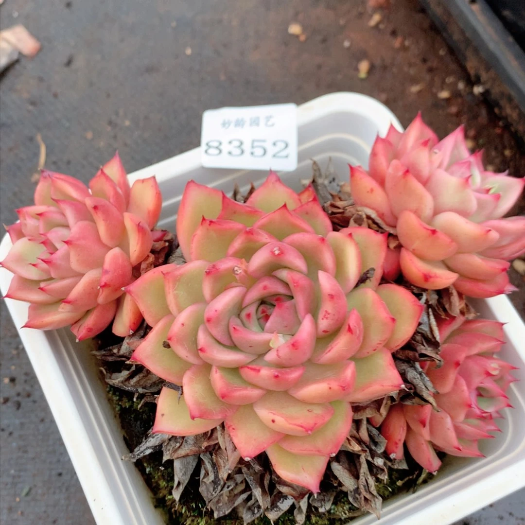 8352杂交多肉植物基地