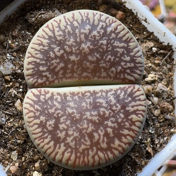 生石花1111112。  119