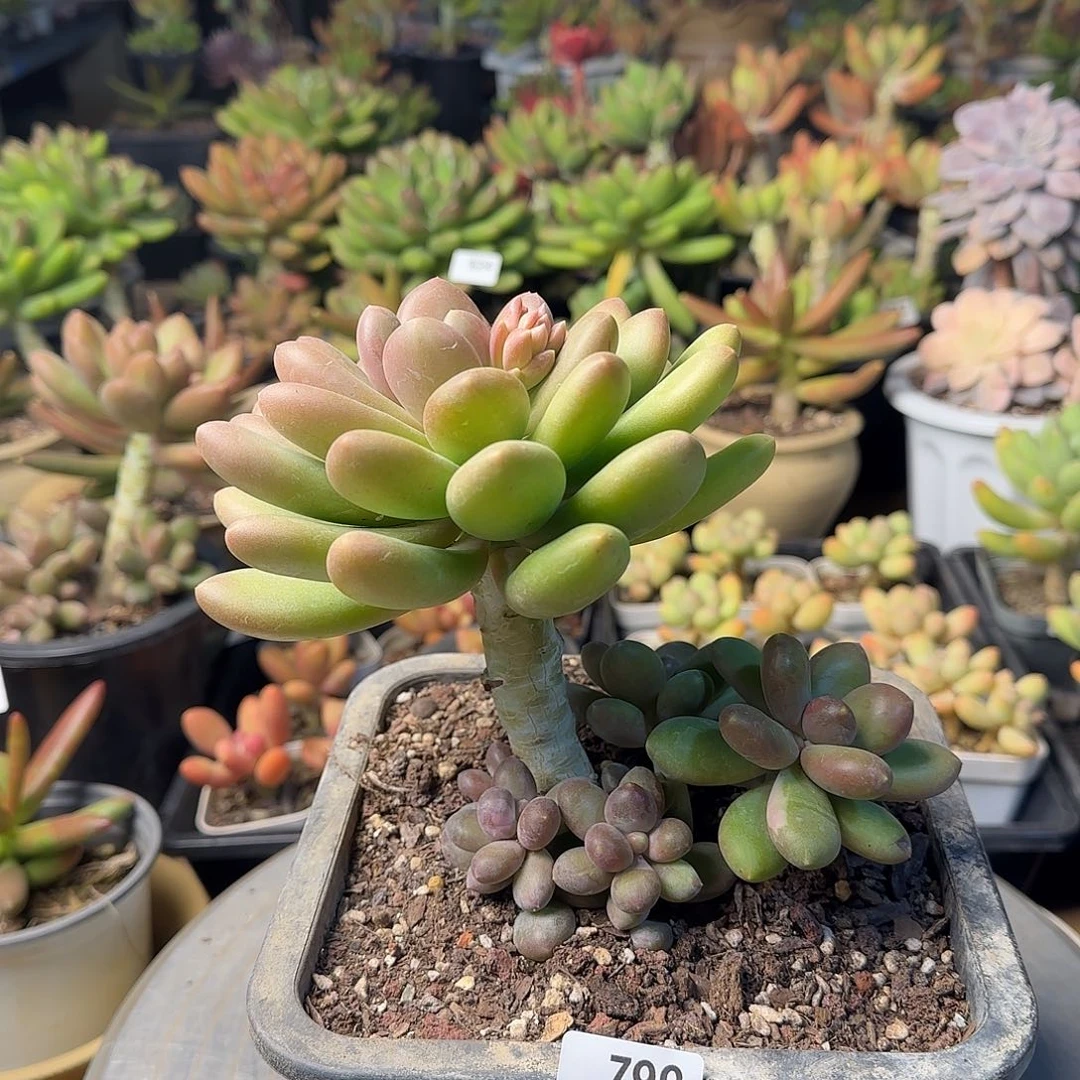 幽*799号 寄养 一物一拍