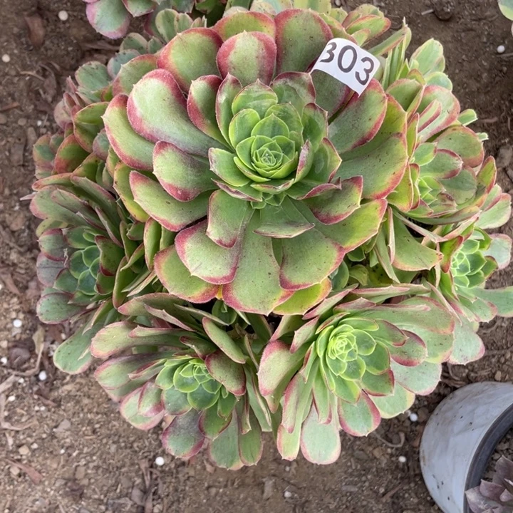 小***学完全开放803多肉植物奶白