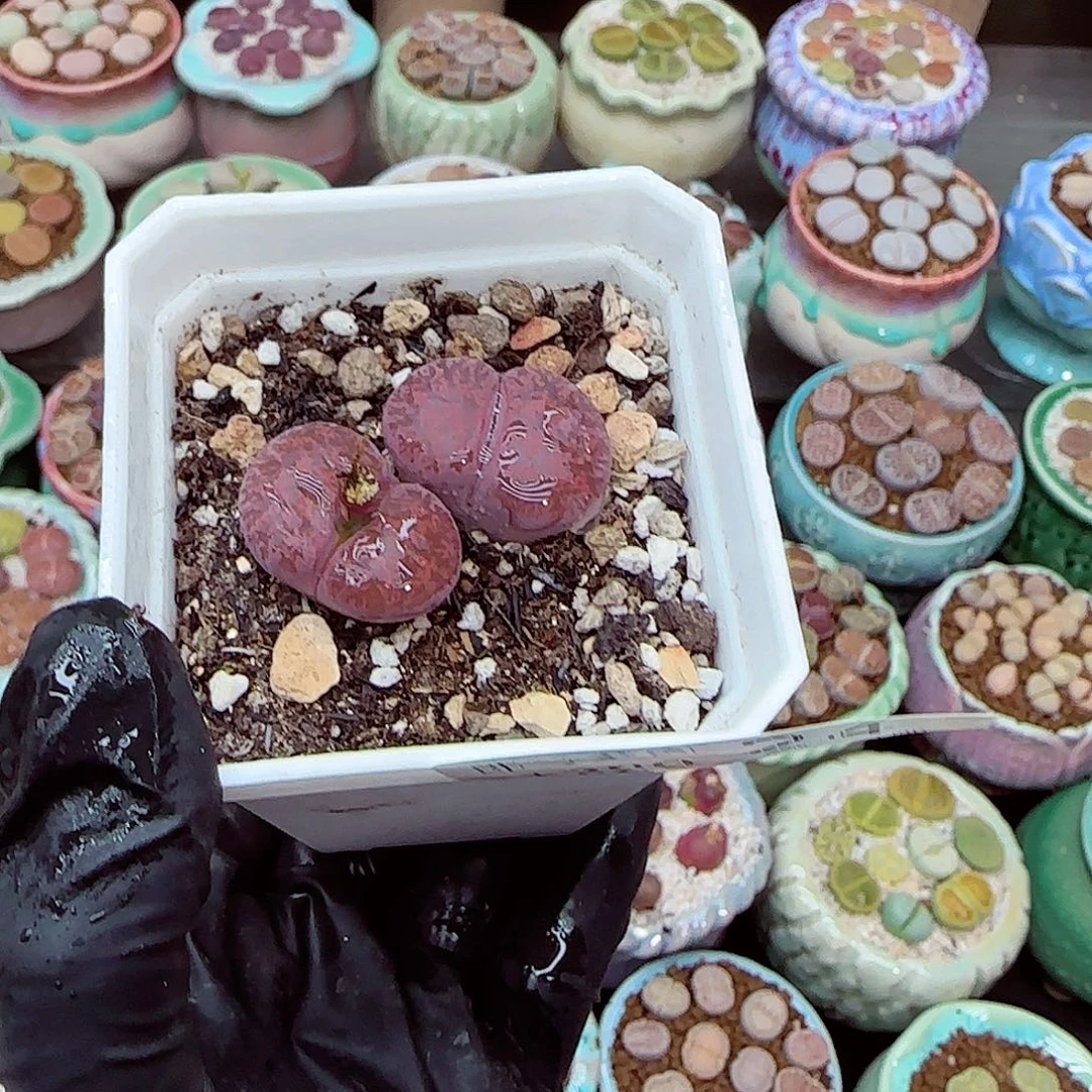 生石花满18包邮1229-24