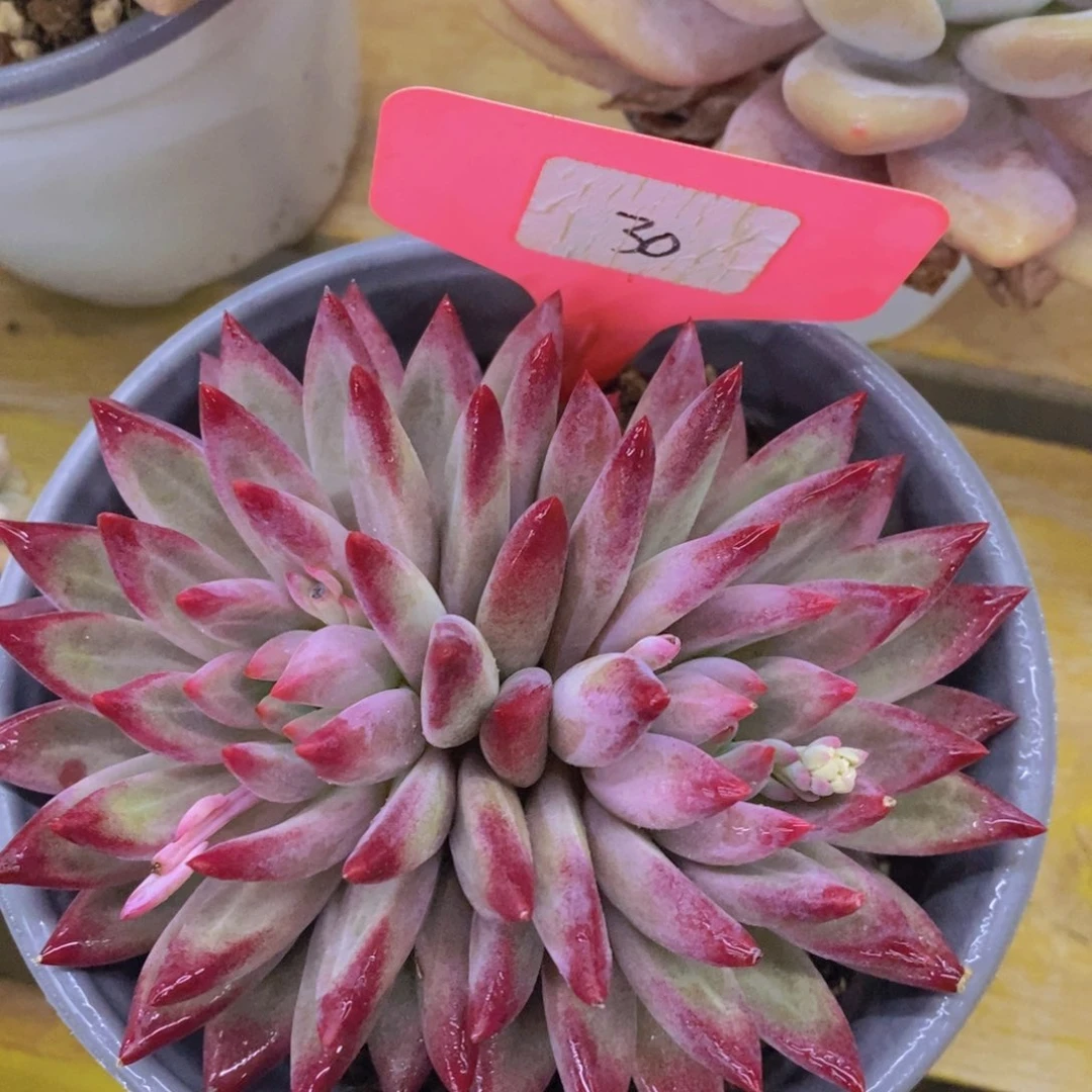 跨年夜，福利专场，一单就包邮，感谢大家