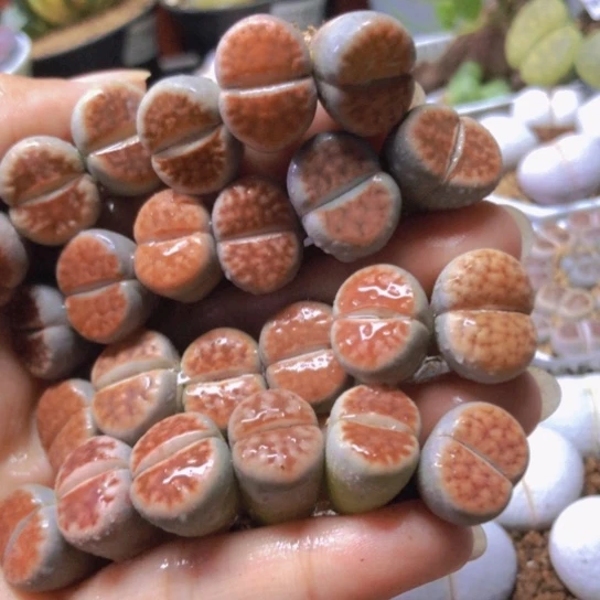 2615，24颗1.5厘米左右如图