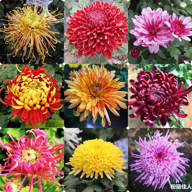 大菊花苗盆栽花卉九月菊乒乓菊花多年生绿植四季开花室内外种植