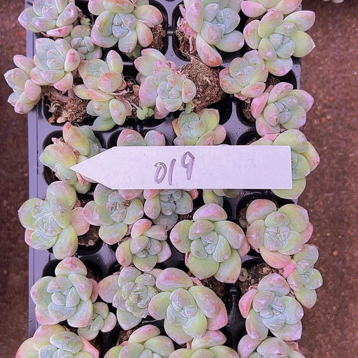 28颗019单双混带桩奶油冰玉