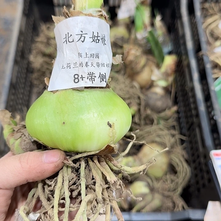 北方姑娘8厘米带侧