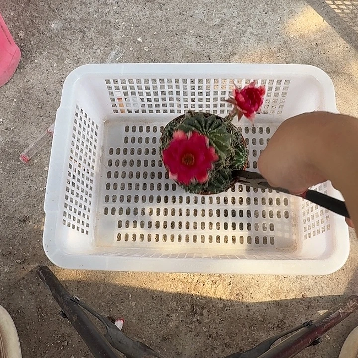 布****无花朵丽花哈哈哈哈哈哈